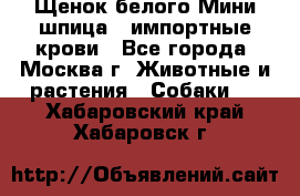 Щенок белого Мини шпица , импортные крови - Все города, Москва г. Животные и растения » Собаки   . Хабаровский край,Хабаровск г.